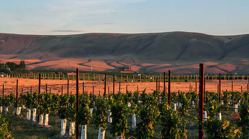 Vineyards